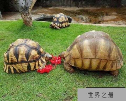 全世界上最贵的乌龟，安哥洛卡象龟价值1百万