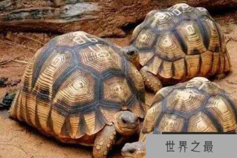 全世界上最贵的乌龟，安哥洛卡象龟价值1百万