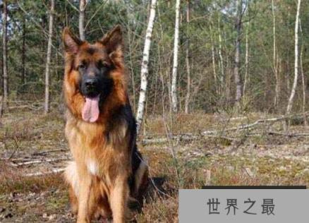 世界十大最受欢迎牧羊犬，边境牧羊犬排第一名