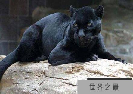 世界十大少见的黑色动物，墨西哥黑王蛇上榜