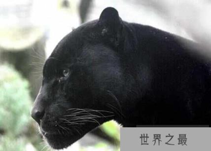世界十大少见的黑色动物，墨西哥黑王蛇上榜