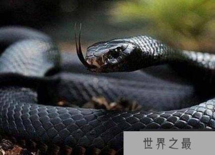 世界十大少见的黑色动物，墨西哥黑王蛇上榜