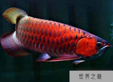 最好养的风水鱼有哪些？十大好看又好养的风水鱼排名