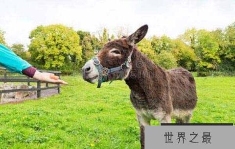 世界上最高最大的驴，身高接近173厘米
