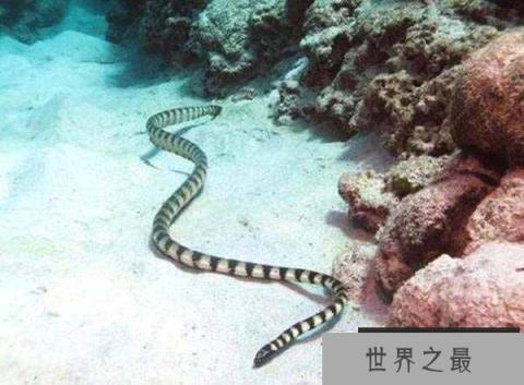 海洋有毒的十大杀手，世贝尔彻海蛇排第一