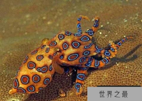 海洋有毒的十大杀手，世贝尔彻海蛇排第一