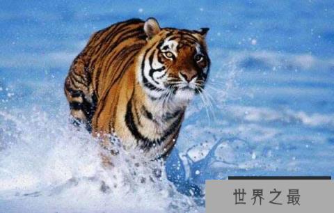 中国十大国宝动物：大熊猫、华南虎排前两名