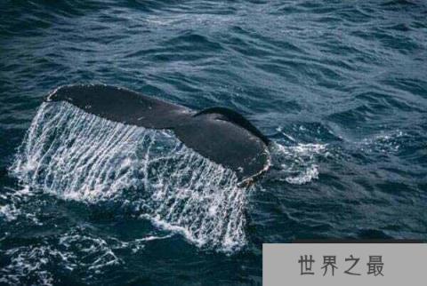 世界十大巨型动物：湾鳄排第十，蓝鲸登顶第一