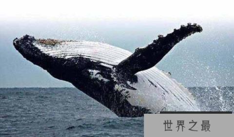 【世界十大巨型动物：湾鳄排第十，蓝鲸登顶第一】图2