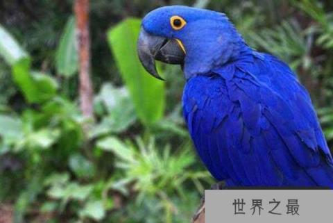 世界上最大的鹦鹉：紫蓝金刚鹦鹉体长可达1米