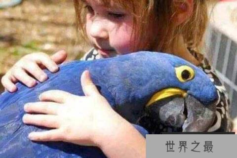世界上最大的鹦鹉：紫蓝金刚鹦鹉体长可达1米