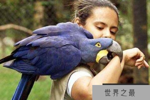 世界上最大的鹦鹉：紫蓝金刚鹦鹉体长可达1米