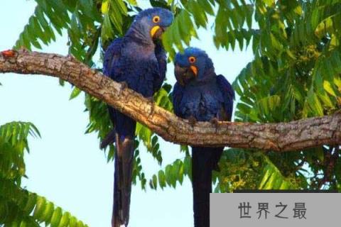 世界上最大的鹦鹉：紫蓝金刚鹦鹉体长可达1米