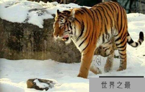 中国最大的食肉动物：东北虎有“丛林之王”之美称