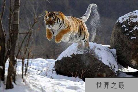 中国最大的食肉动物：东北虎有“丛林之王”之美称