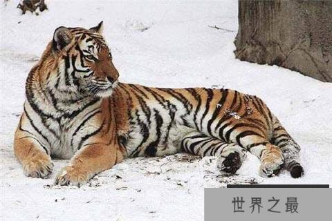 中国最大的食肉动物：东北虎有“丛林之王”之美称