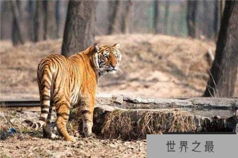 中国最大的食肉动物：东北虎有“丛林之王”之美称
