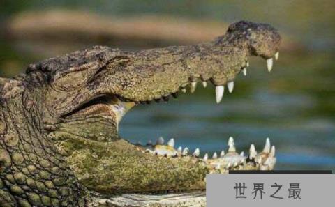 世界上最大的爬行动物：湾鳄体长可达7米