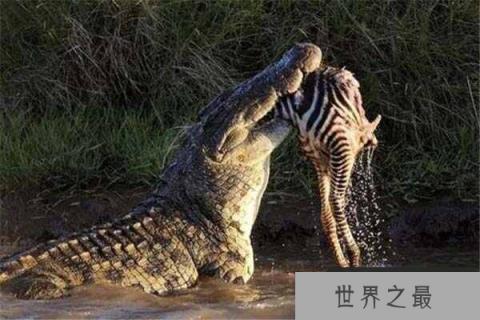 世界上最大的爬行动物：湾鳄体长可达7米