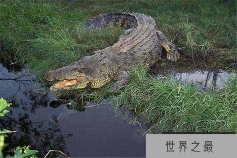 世界上最大的爬行动物：湾鳄体长可达7米