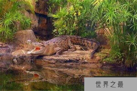 世界上最大的爬行动物：湾鳄体长可达7米