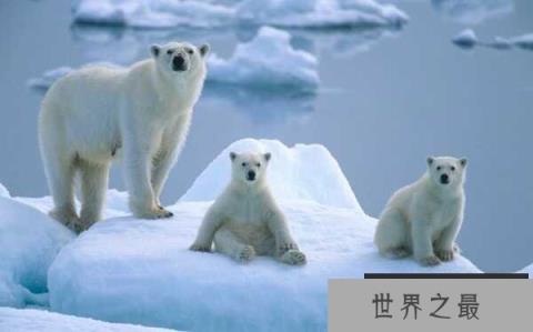 世界上最大的北极熊:体重高达800公斤 世界上最大的北极熊:体重高达800公斤