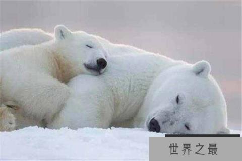 世界上最大的北极熊:体重高达800公斤 世界上最大的北极熊:体重高达800公斤