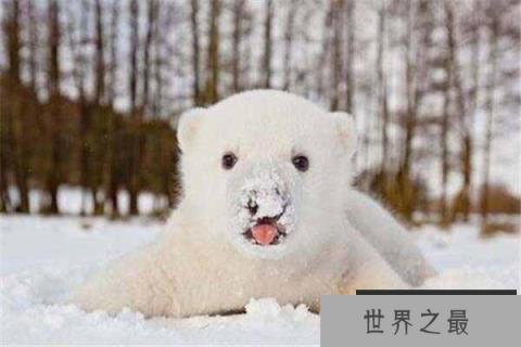 世界上最大的北极熊:体重高达800公斤 世界上最大的北极熊:体重高达800公斤