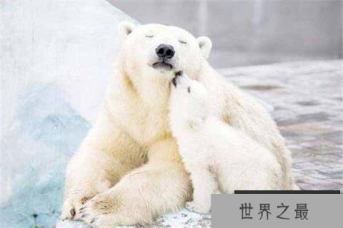 世界上最大的北极熊:体重高达800公斤 世界上最大的北极熊:体重高达800公斤