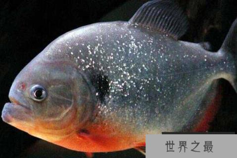 食人鱼十大常见种类，红腹食人鱼排第一名