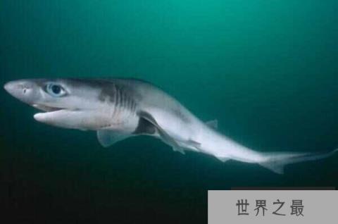 世界十大现存史前鱼类：第一名皱鳃鲨，大白鲨上榜