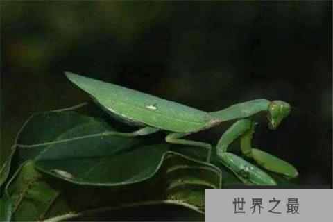 世界十大恐怖螳螂，非洲绿巨螳位列第一