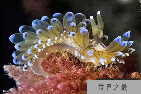 十大自愈力最强的动物，海蛞蝓和海星均上榜