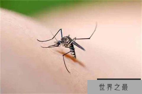 云南十大最毒虫子：螨虫上榜，蚊子排第一