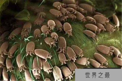 云南十大最毒虫子：螨虫上榜，蚊子排第一