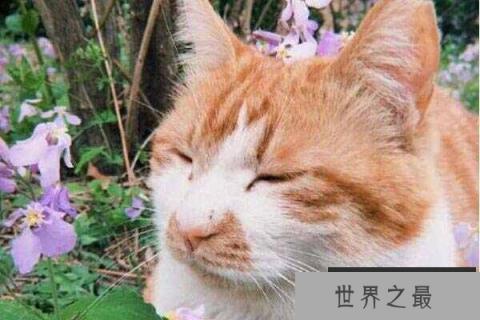 北大一只猫