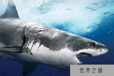 世界上最凶残的鲨鱼之一：噬人鲨会袭击人类