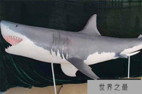 世界上最凶残的鲨鱼之一：噬人鲨会袭击人类