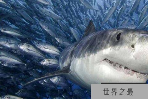 世界上最凶残的鲨鱼之一：噬人鲨会袭击人类