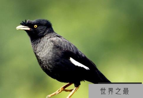 世界上十大最美的黑色鸟类 乌鸦体型较大(通体黑色)