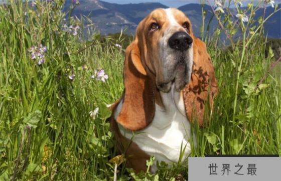 世界上耳朵最长的狗 大约0.65m（狗的耳朵）