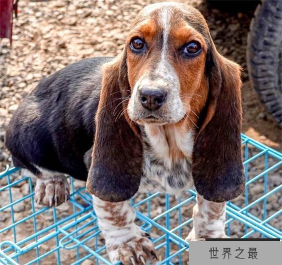 世界上耳朵最长的狗 大约0.65m（狗的耳朵）