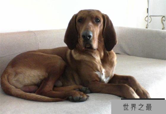 世界上耳朵最长的狗 大约0.65m（狗的耳朵）