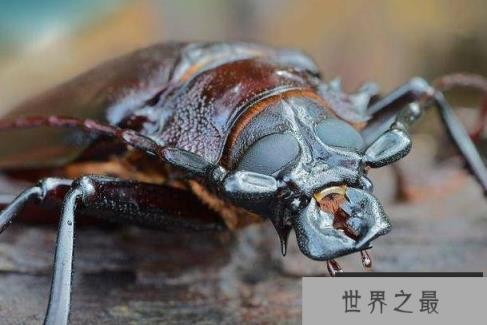 世界上最大的甲虫 泰坦甲虫体长达到17厘米(成虫不进食)
