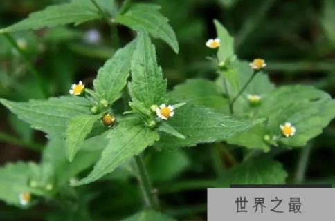 世界上最尴尬的野草 牛膝菊在国外泛滥成灾(原产地美洲)