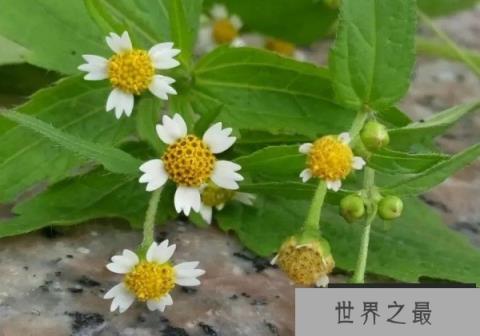 世界上最尴尬的野草 牛膝菊在国外泛滥成灾(原产地美洲)