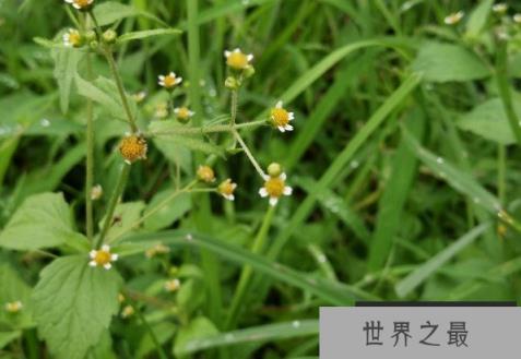 世界上最尴尬的野草 牛膝菊在国外泛滥成灾(原产地美洲)