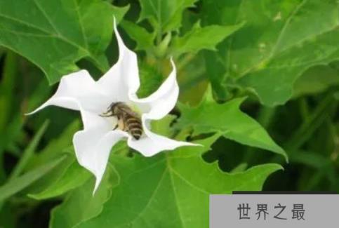 世界上最毒的花 曼陀罗浑身上下带有剧毒(毒性超强)