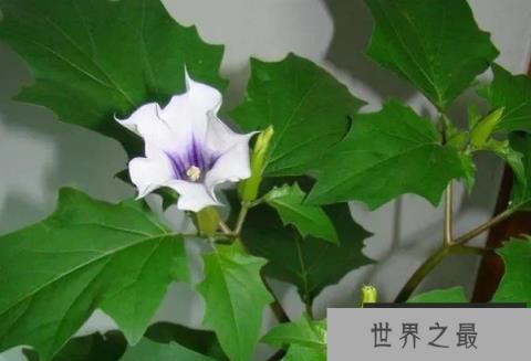世界上最毒的花 曼陀罗浑身上下带有剧毒(毒性超强)