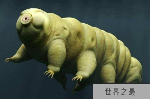 世界上生命力最顽强的生物 水熊虫是微观生物(仅几毫米)